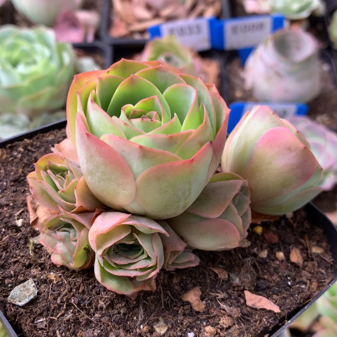 一物一拍追光者017