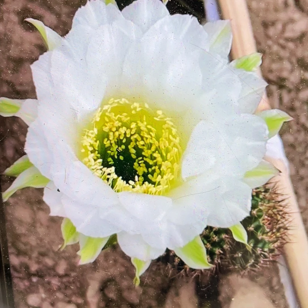 G5侧芽歪5公分以上满18包邮