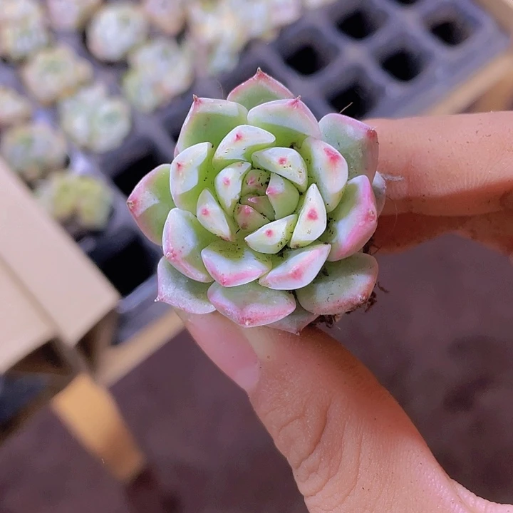 72精品TP2颗一组