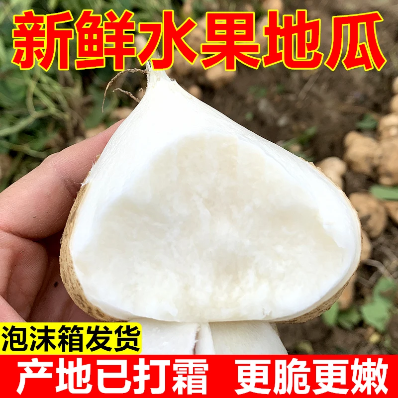 【贵州地萝卜】新鲜凉薯现挖贵州新鲜白地瓜应季地下雪梨时令水果