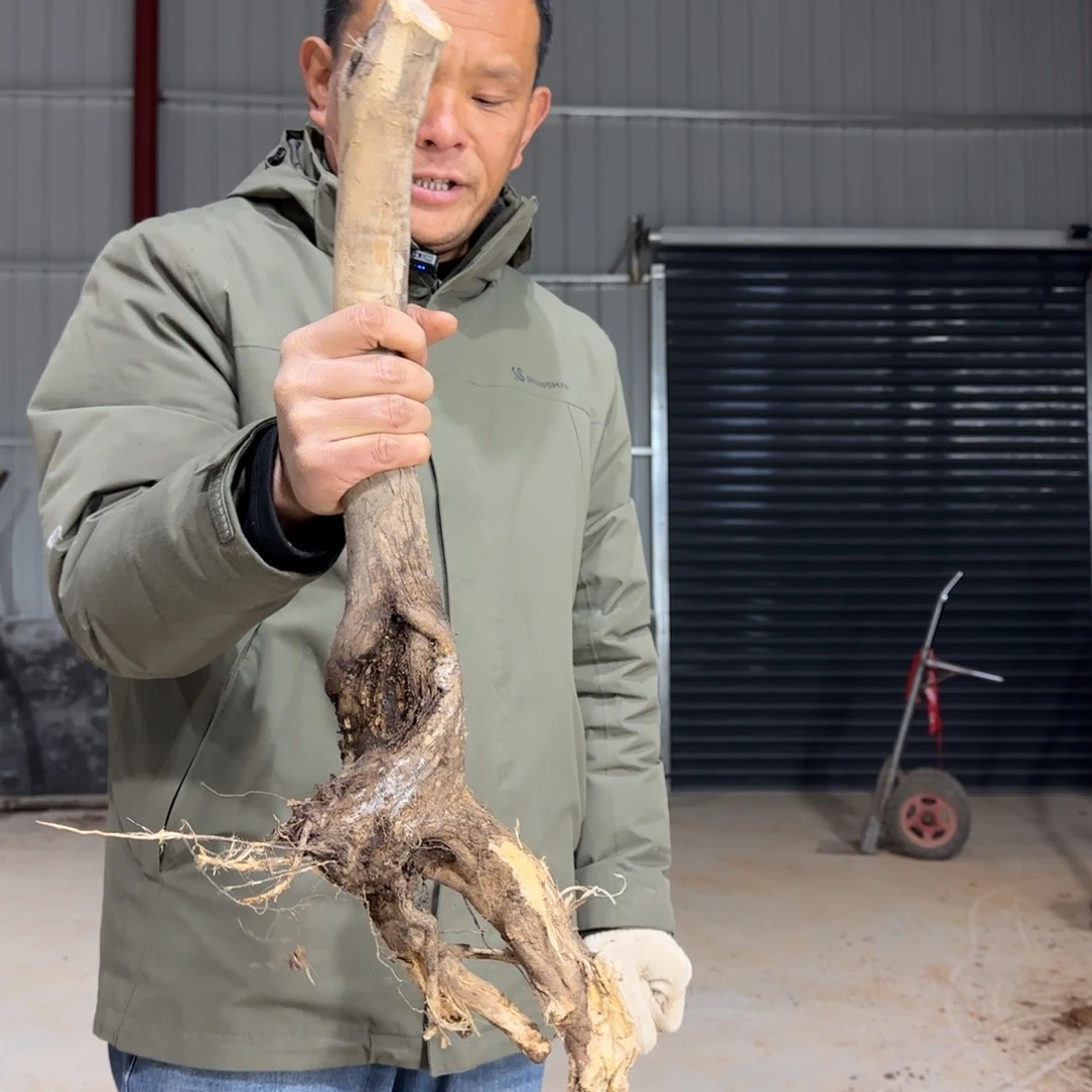 风***无花朵果盆111111