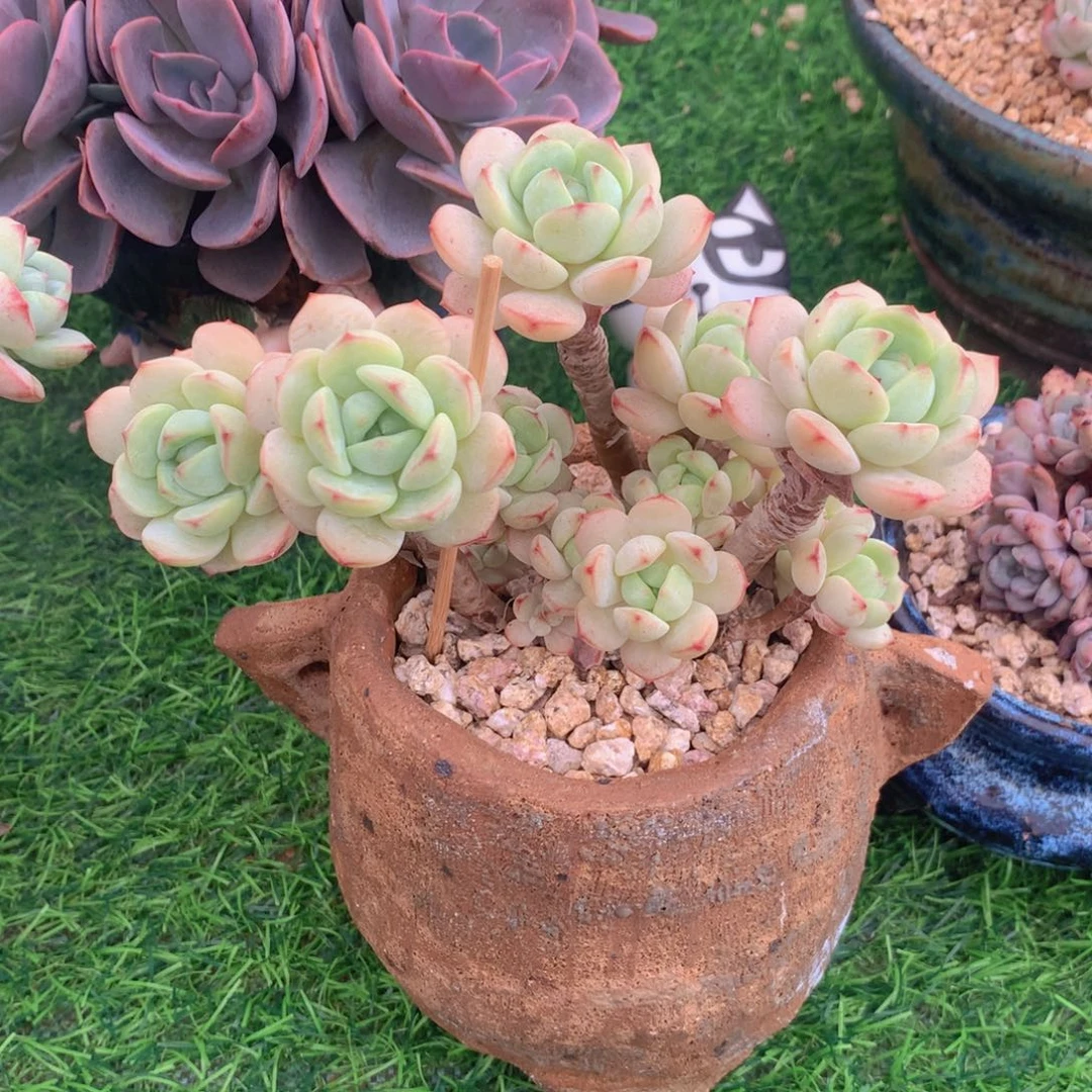多肉乐园精品香草