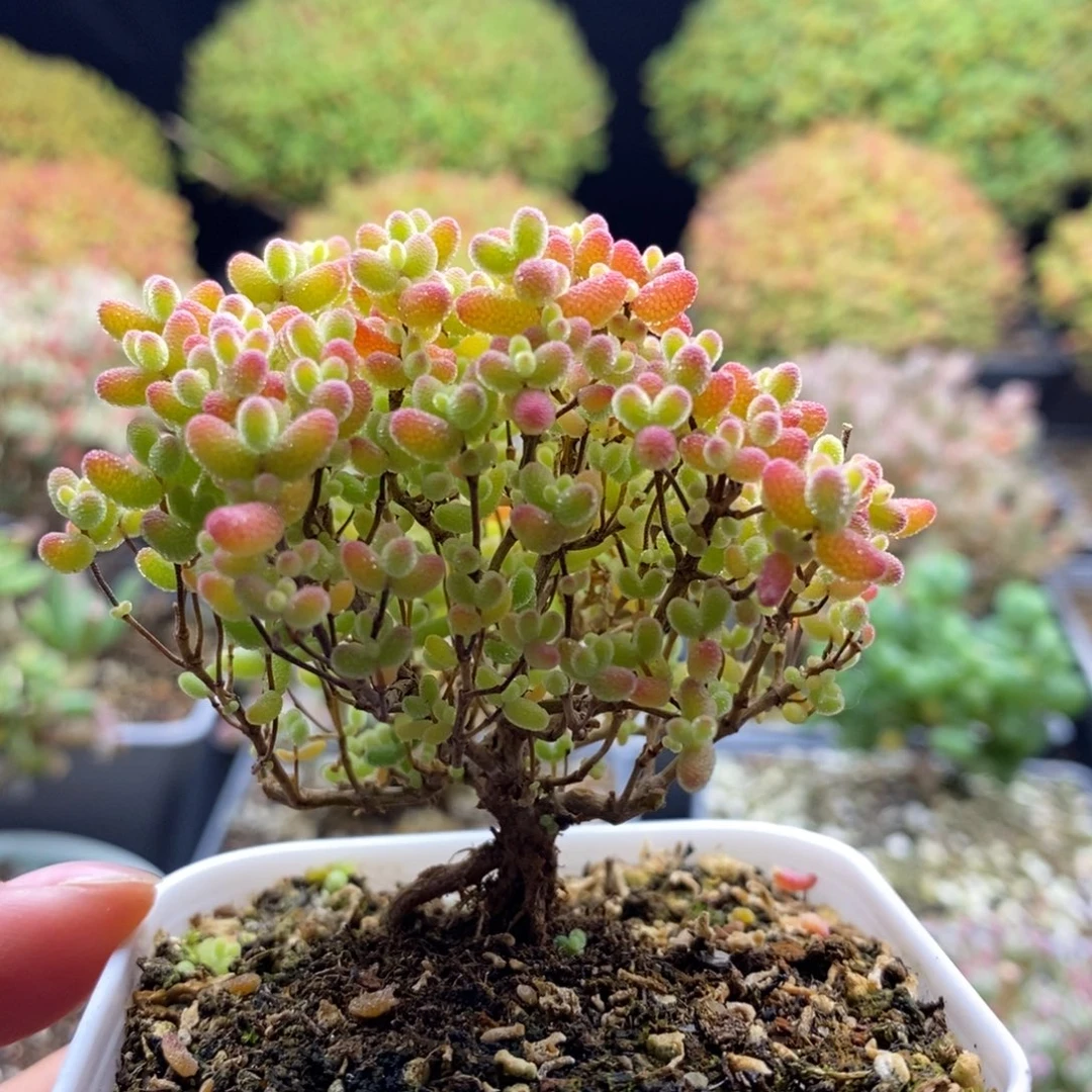 925蜜橘糖球 。