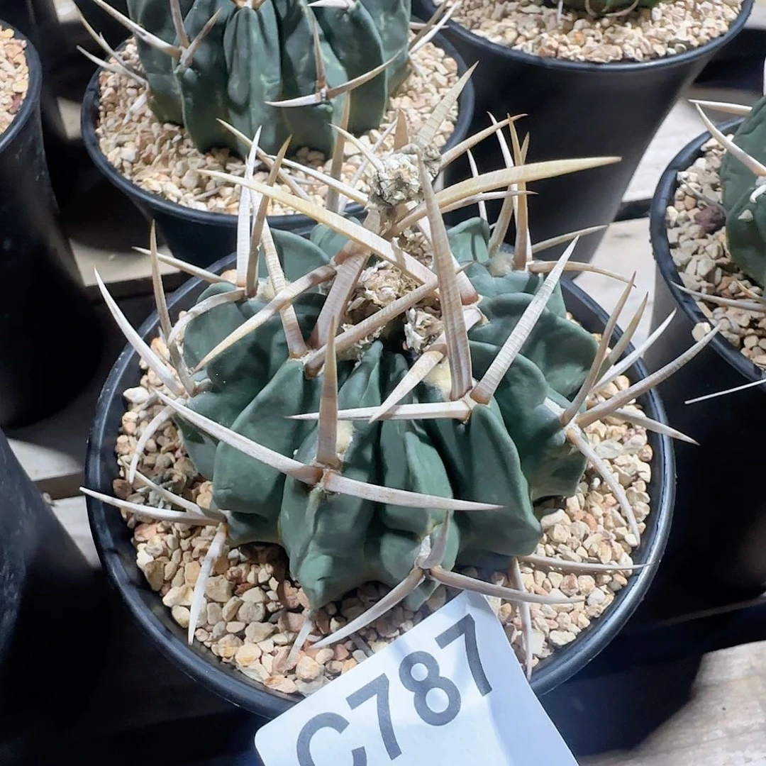 龙剑 自根仙人球787