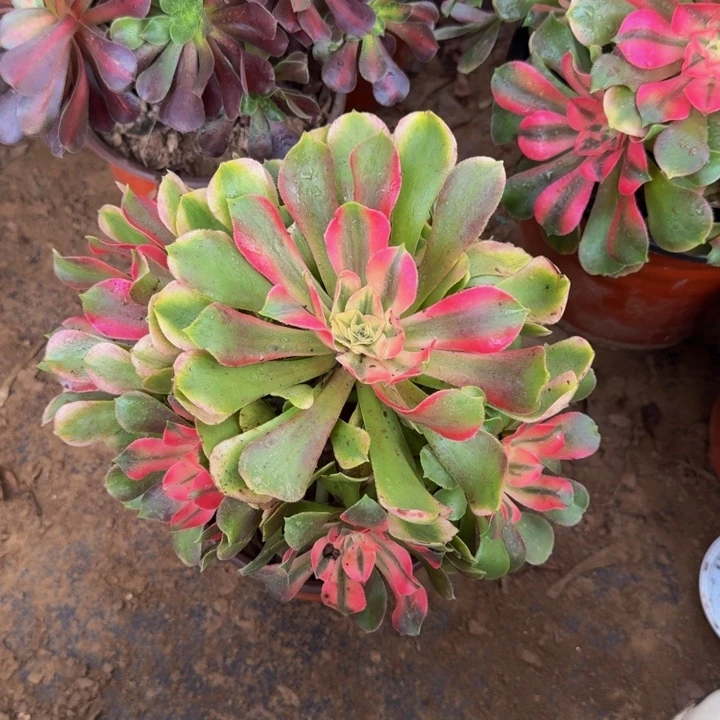 香妃脱土发货9.9。