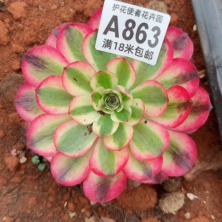 多肉法师荔枝朵朵