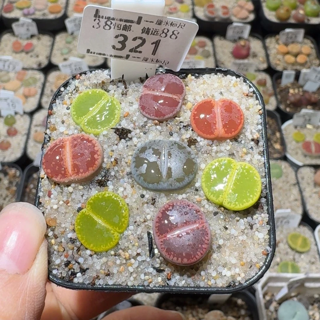 Sss精品清货款321