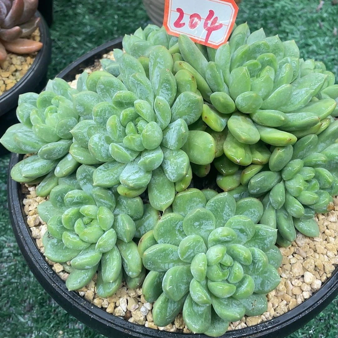 204一物一一拍一拍