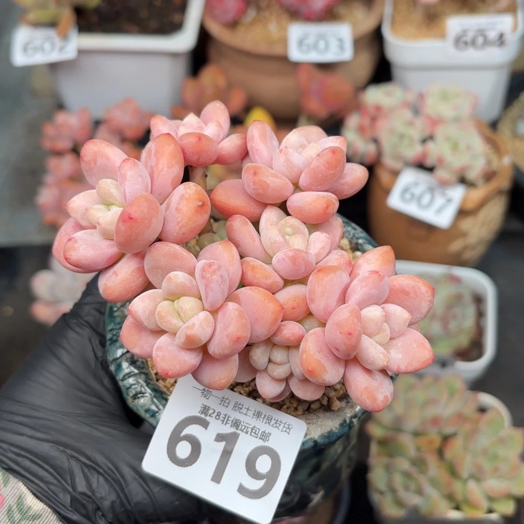 樱花洛神无盆土发货