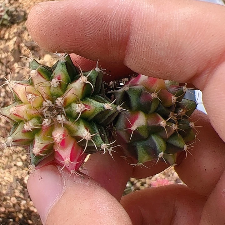 月***亮当前无花栽培后可以开花