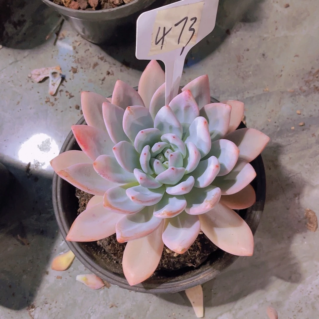 檀***客00000000000000000473