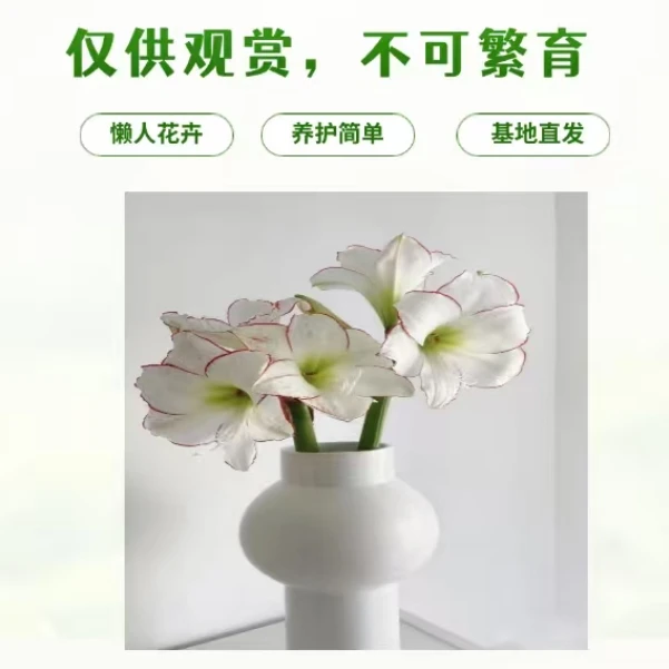 【毕加索】单瓣红白朱顶红室内外盆栽阳台花卉好养/基地直发