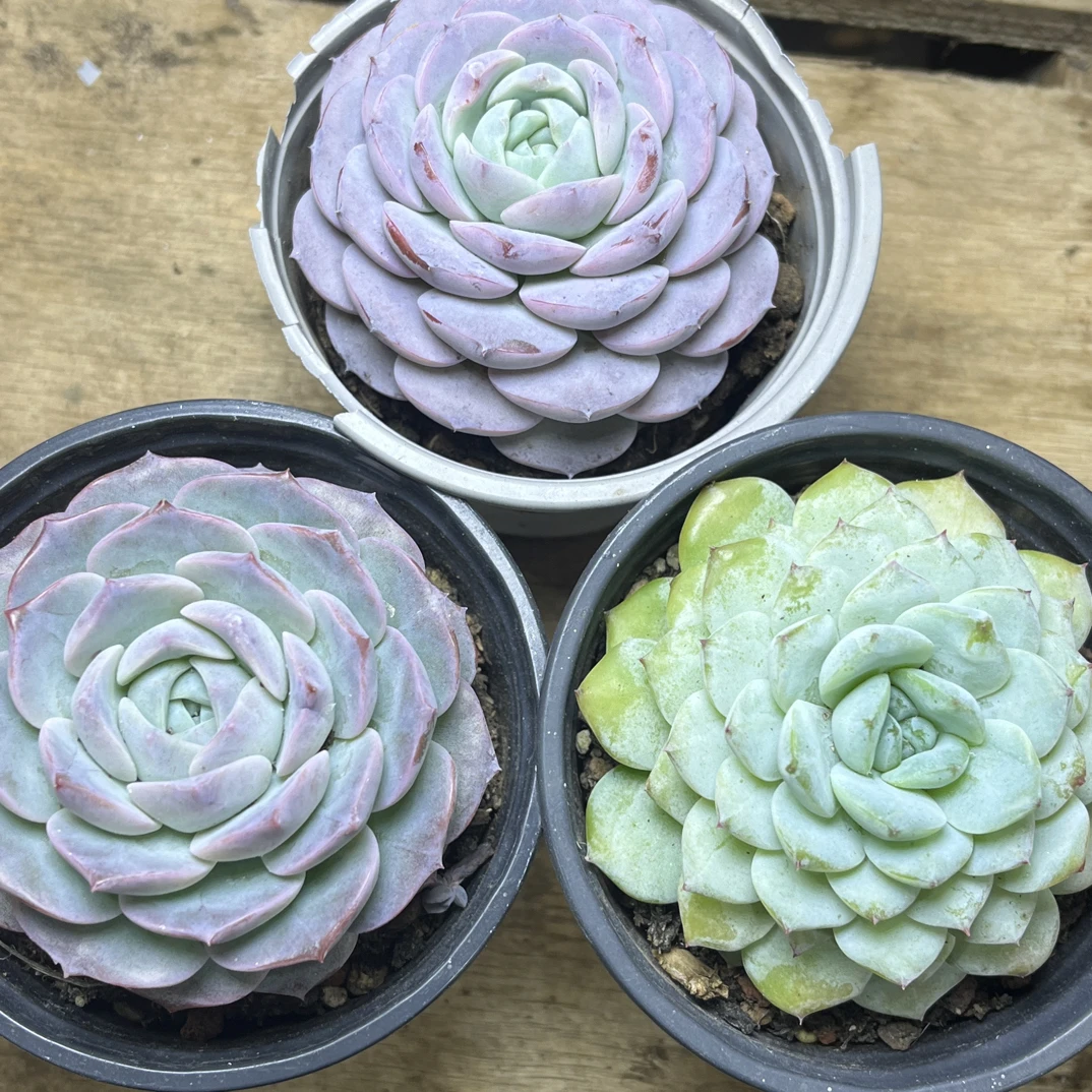 【任意下单即包邮】恩宠➕雪妍➕纯爱组合带盆土发货