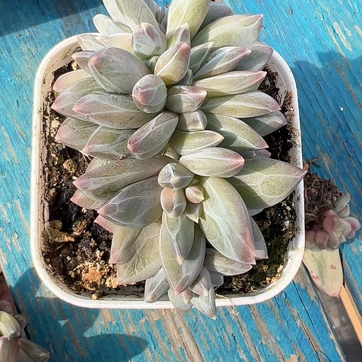 雪戴莉朵朵11111111