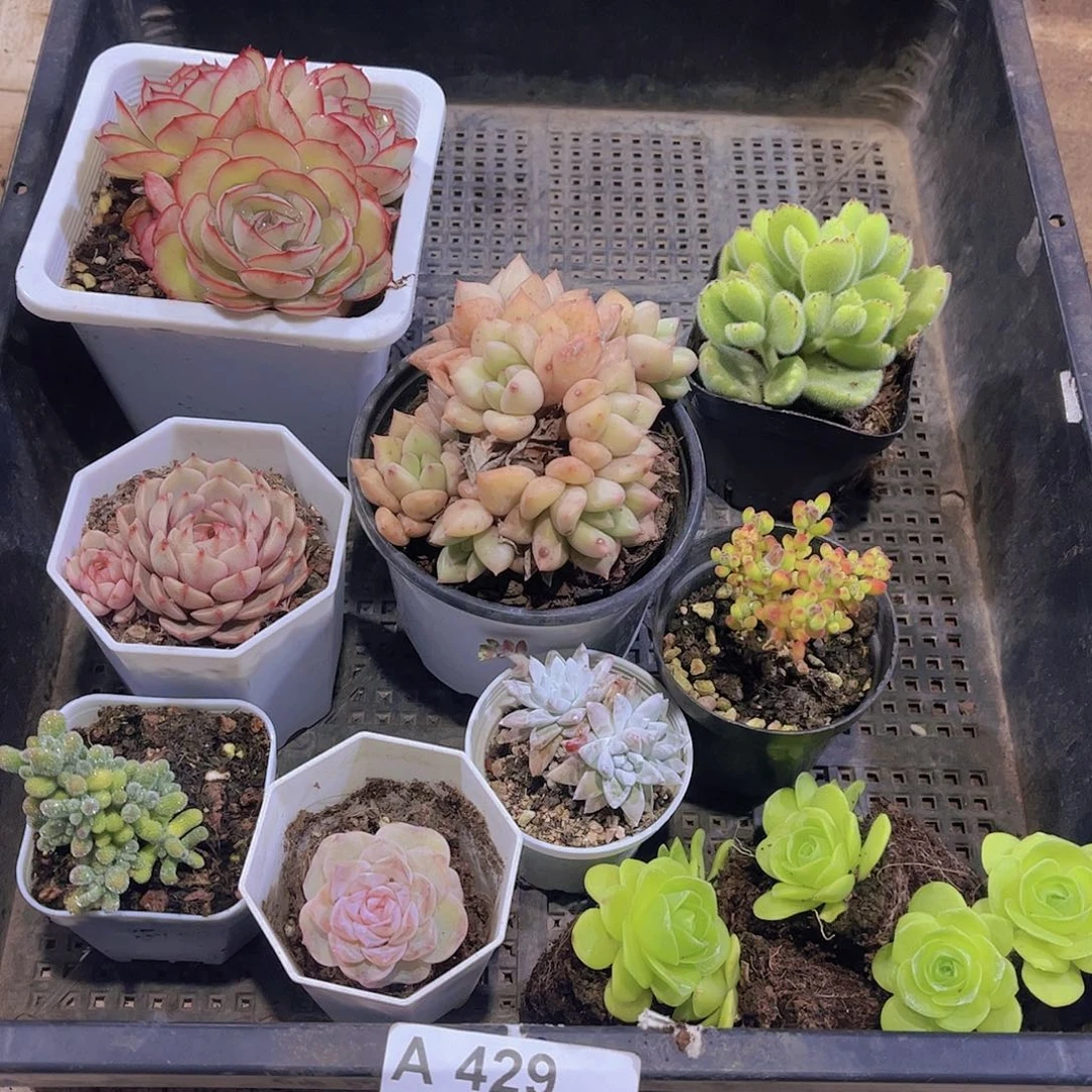 多肉429多肉植物