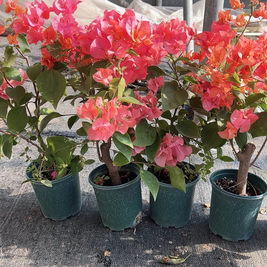 大部分花苞少量开放波妹掌中宝一颗
