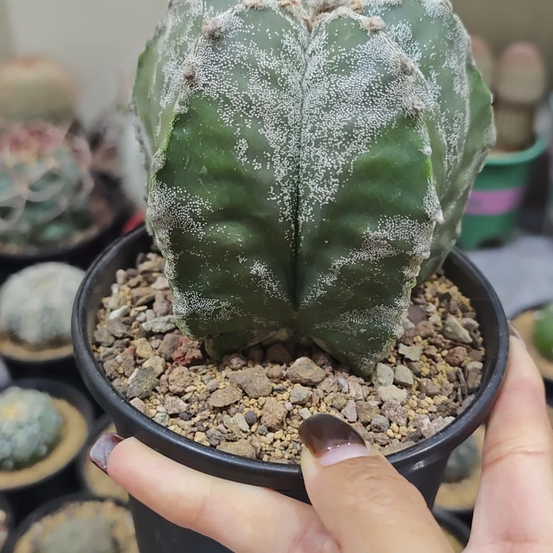 福利实生根银沙龟甲鸾凤玉