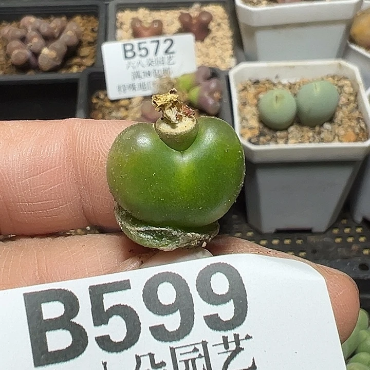 599号吕氏毛多肉植物