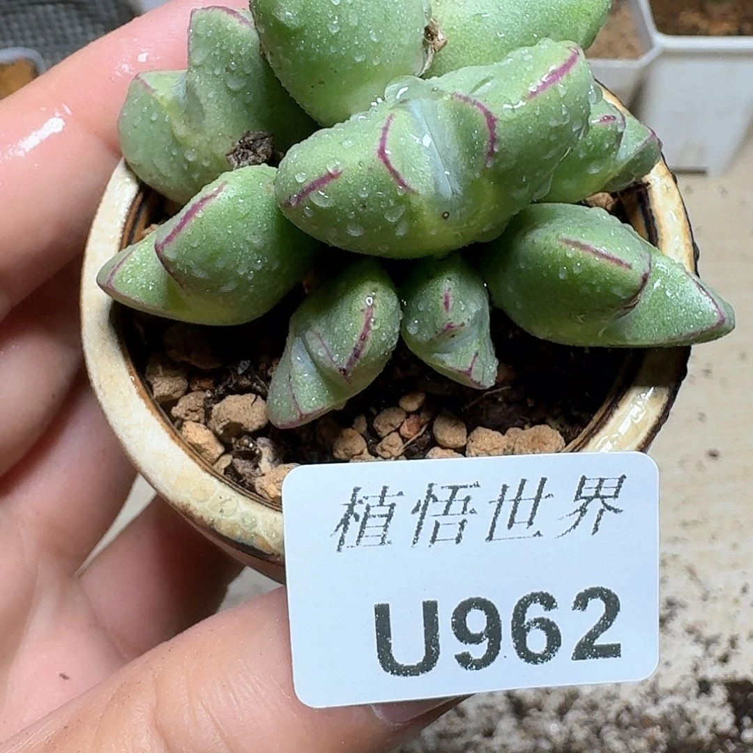 962号多肉植物哇c c