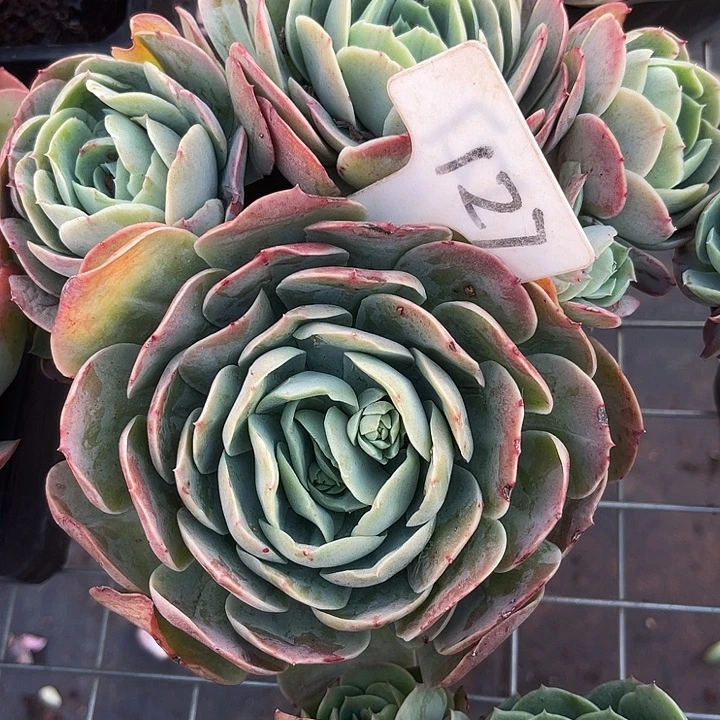 香****两单包邮，晨语多肉127