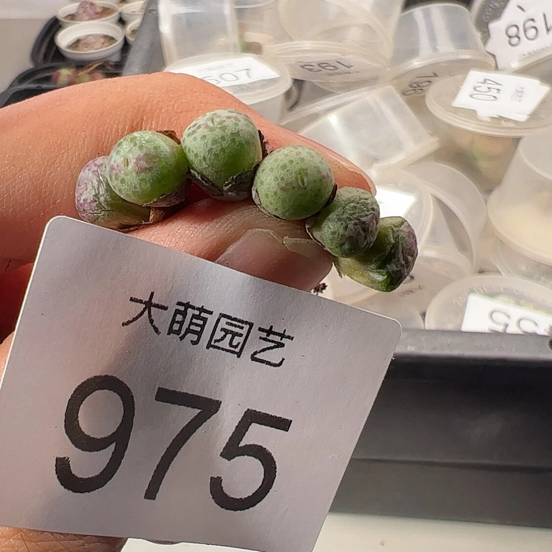 一物一拍清盒福利有疤。 975