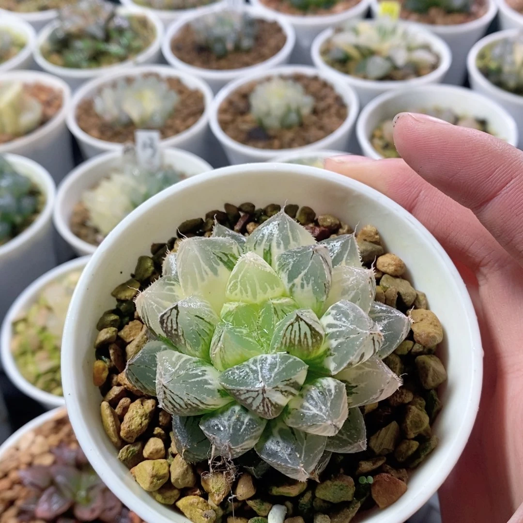 大叶楼兰锦多肉植物