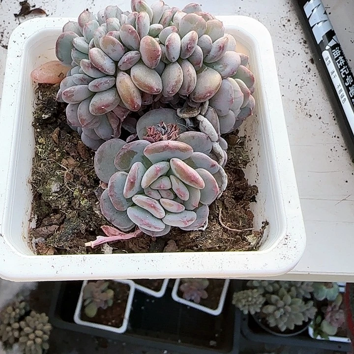 心**情青蛙王子儿童牙膏111