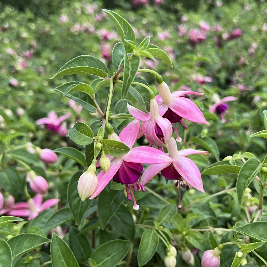 倒挂金钟【紫公主】盆栽室内多年生木本阳台庭院易种植