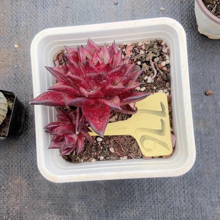 晨语多肉一物一拍776