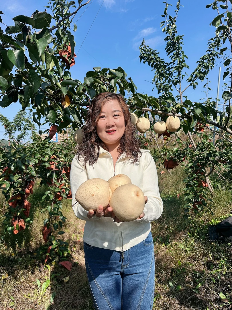 山东沂蒙山  山农酥梨  现摘现发  产地直发 皮薄无渣