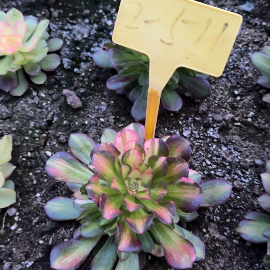 2-511--多头多肉植物