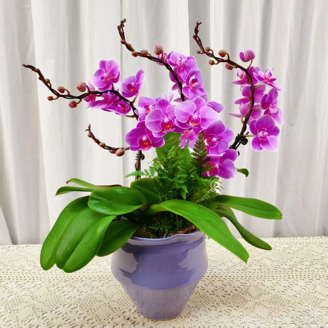 桦艺优选【骄阳】蝴蝶兰绿植花卉艺术高级盆栽植株很好养
