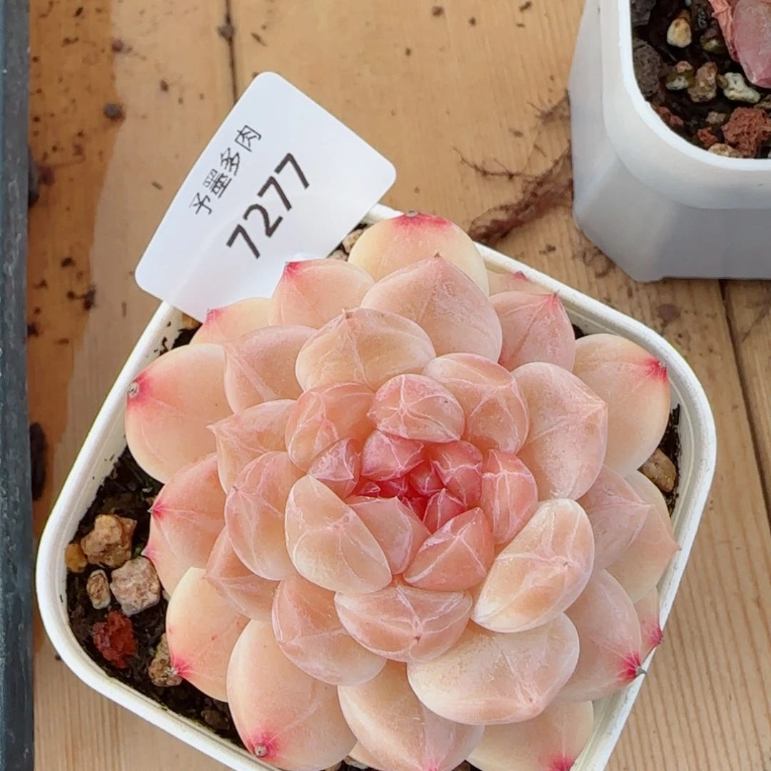 冰魄，7277多肉植物