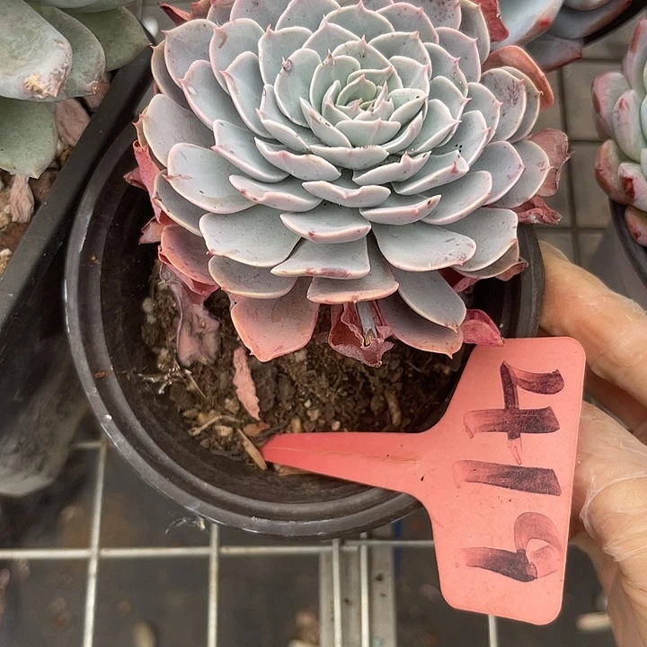 两单包邮，一物一拍419天赐