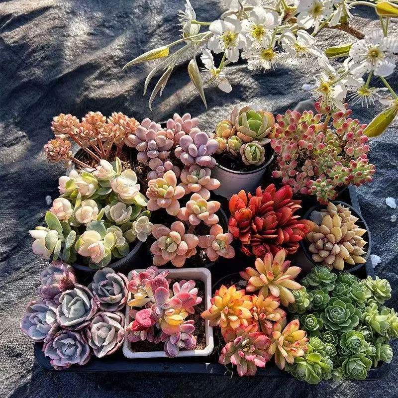 6个多肉（套餐组合）不重样 多年老桩 沙土控养易存活 基地直发C