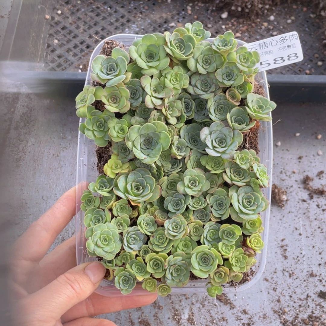 云糖心多肉植物588