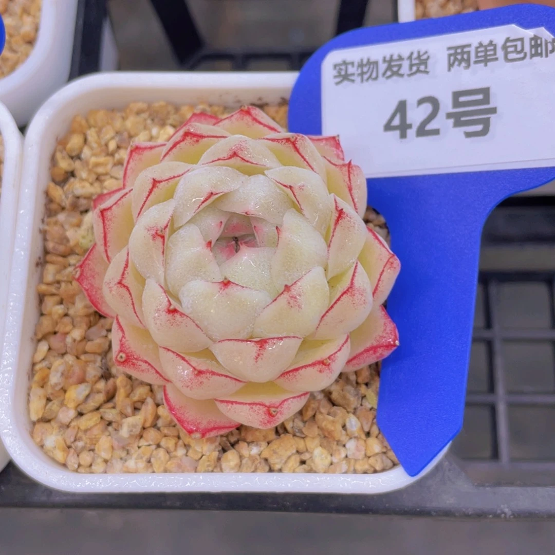 42号 全状态精品女王一个