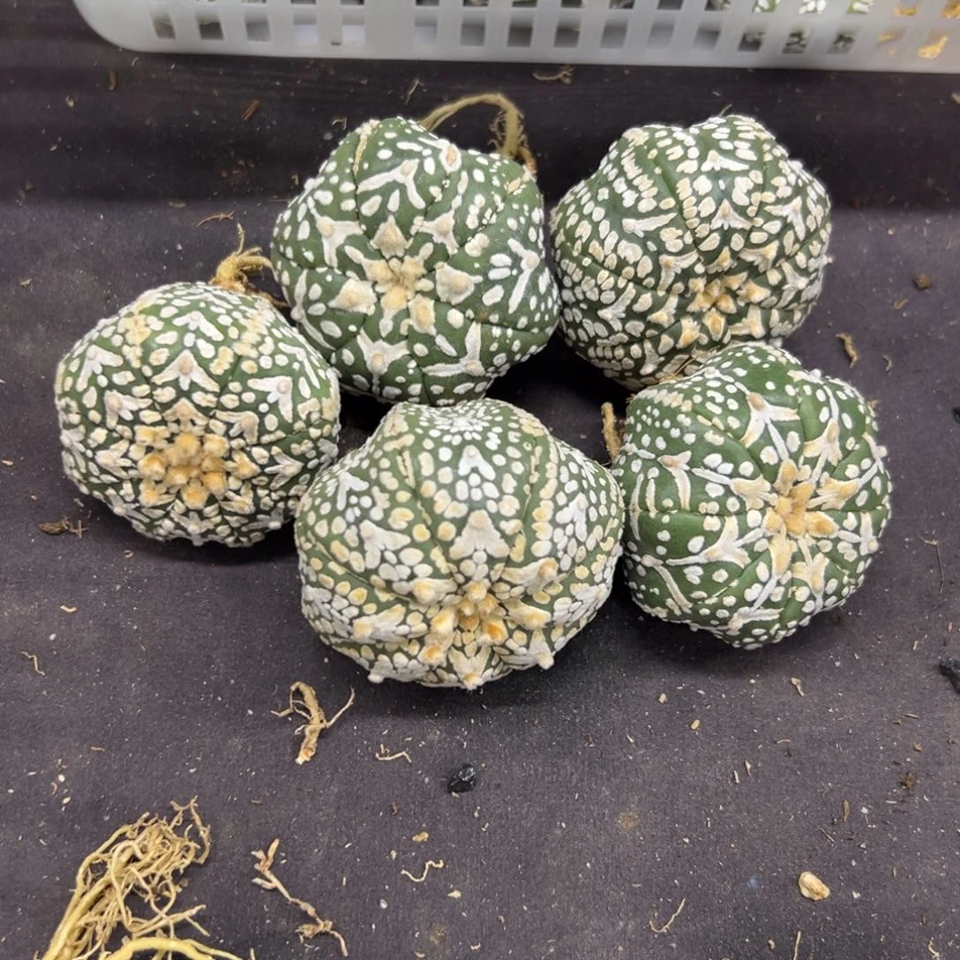 V兜福利一颗仙人球