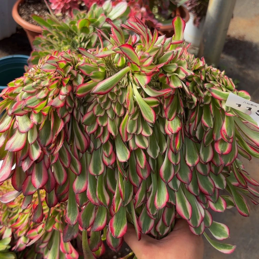 115多肉植物红彤白缀无根