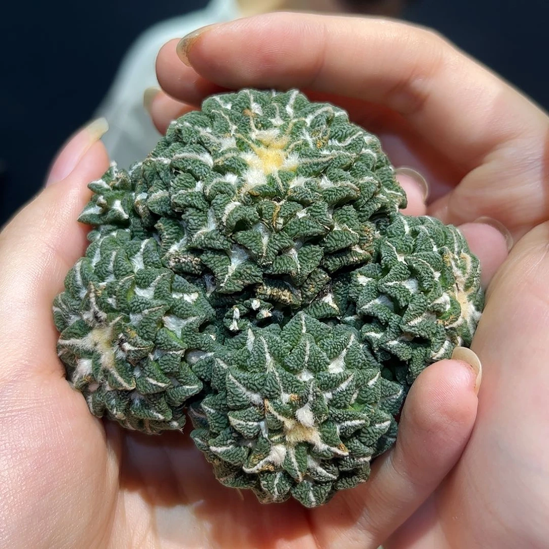 10号8cm多头皱尤颗粒黑牡丹萝卜根