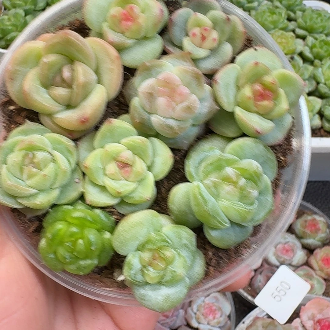 一物一拍一物一拍917-557