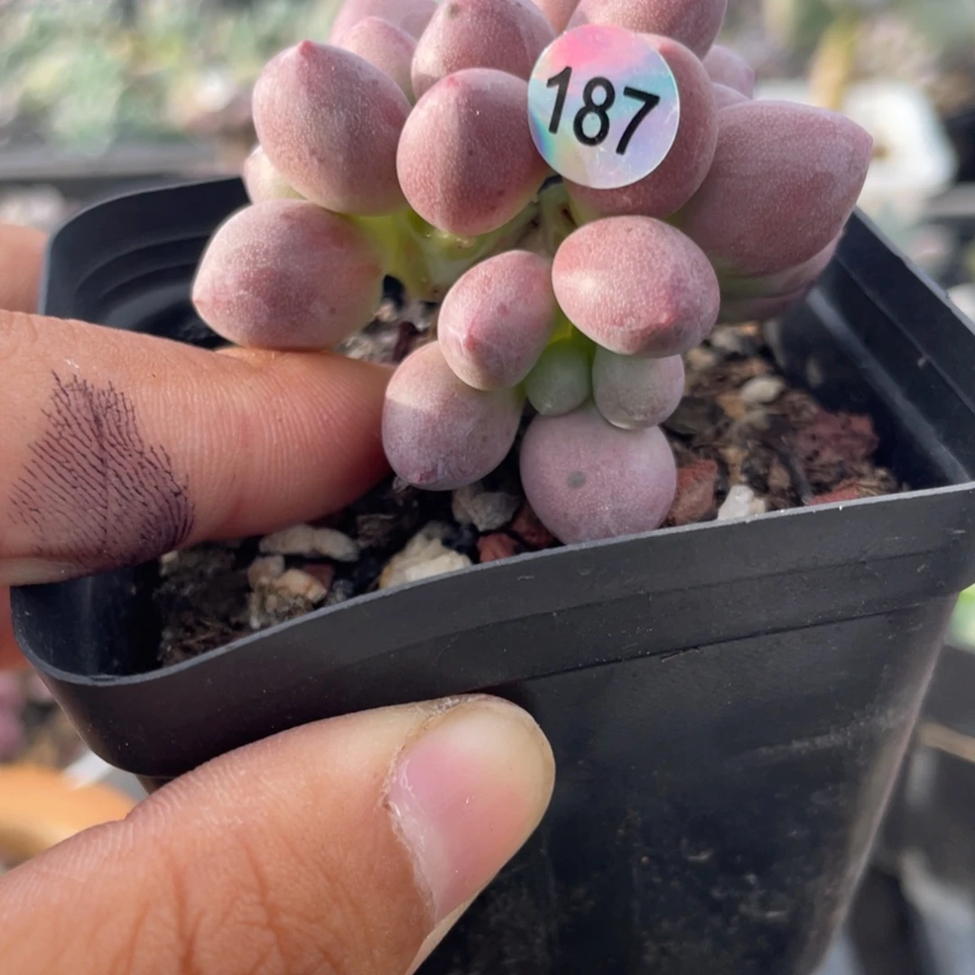 贵妃奶酪多肉植物