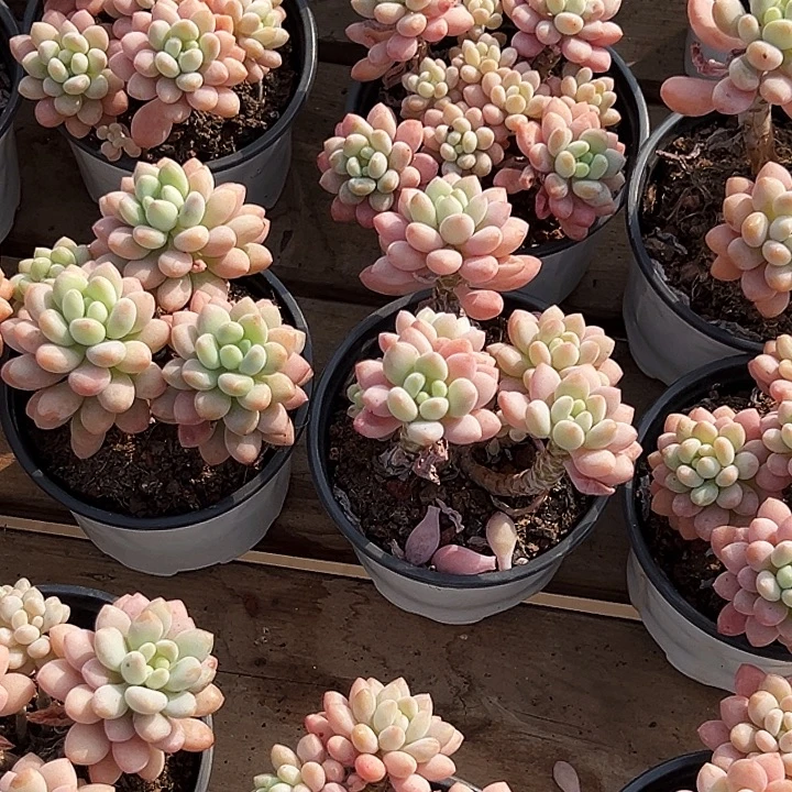 泡泡酱        福利多多