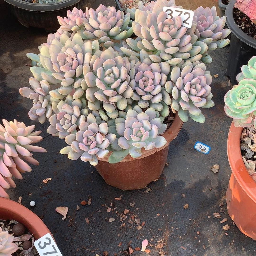 372美人手指 一物一拍多肉