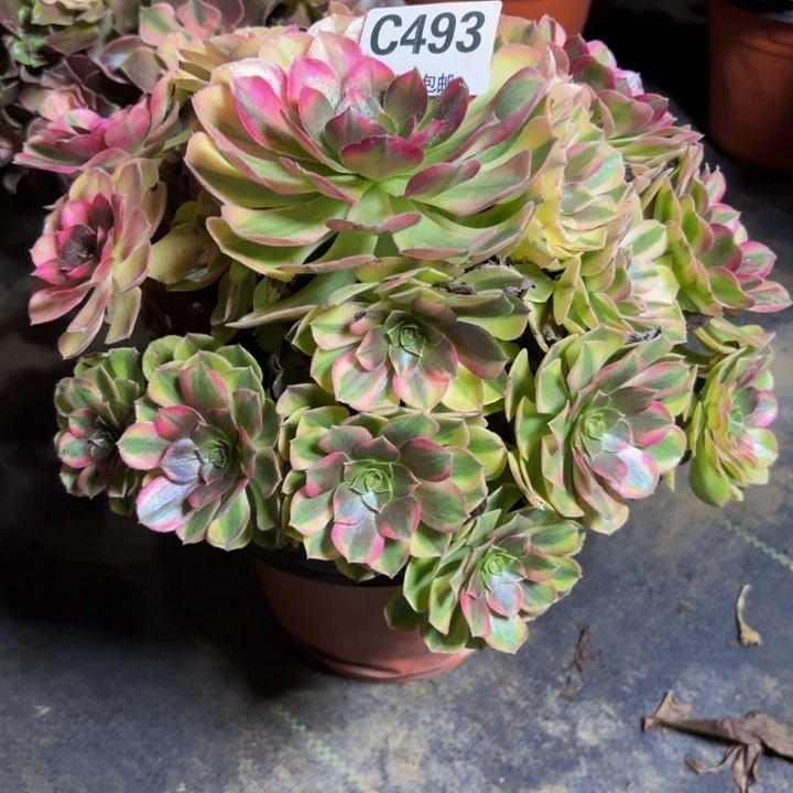 瑞妈，，。。。。。493雨荷，
