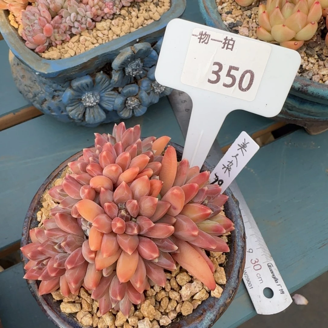 解忧一物一拍350号