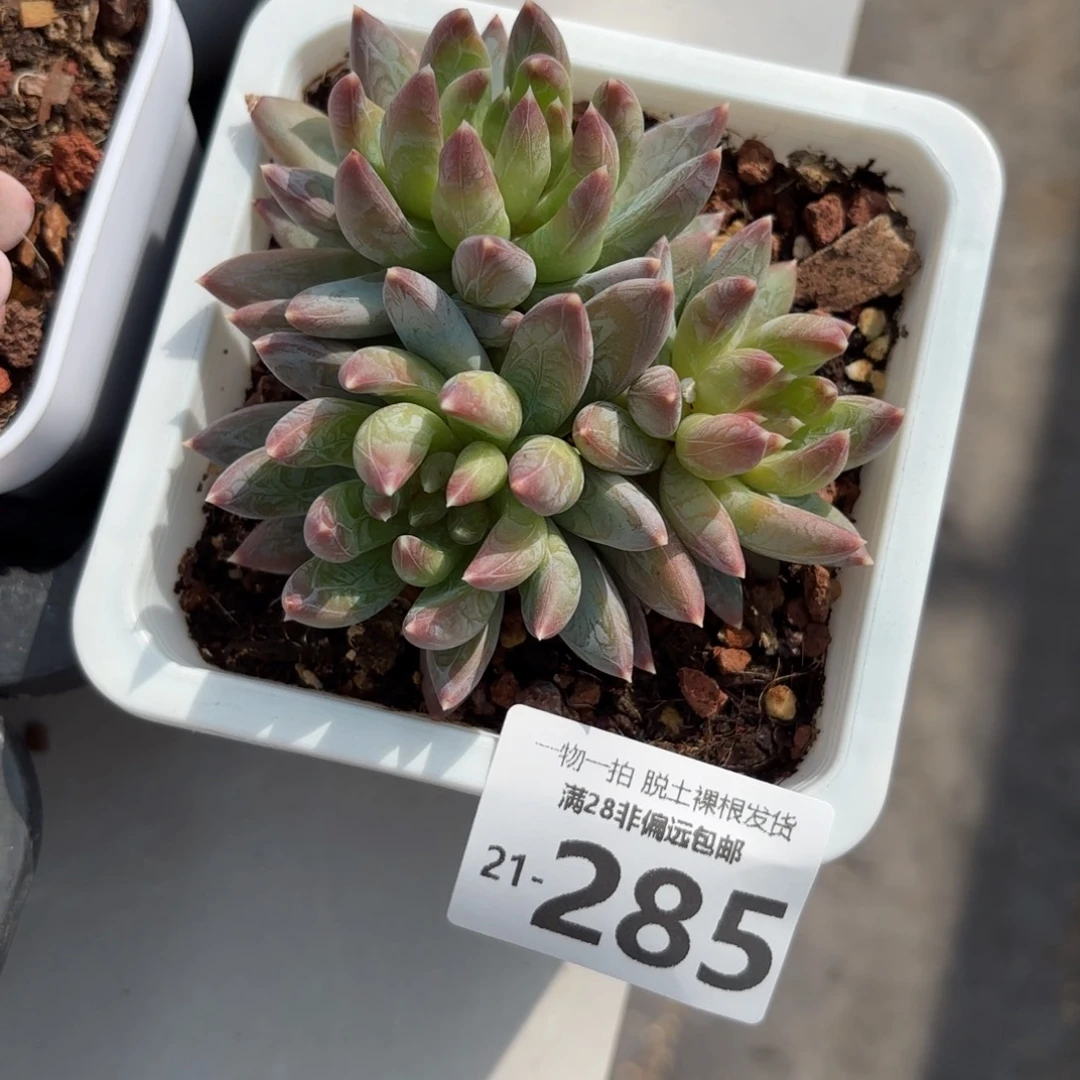 重楼老桩多肉多肉