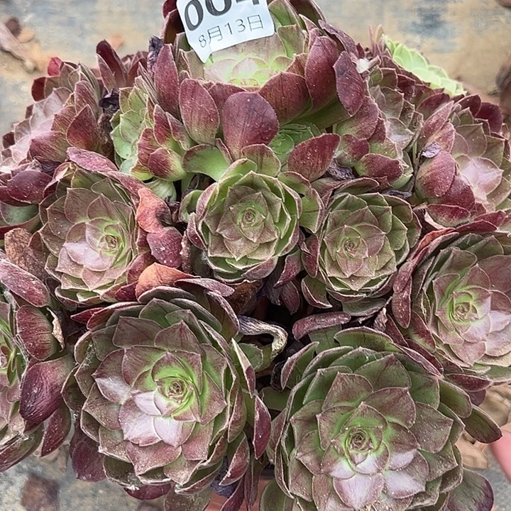 8.13-4黑魔多肉植物1