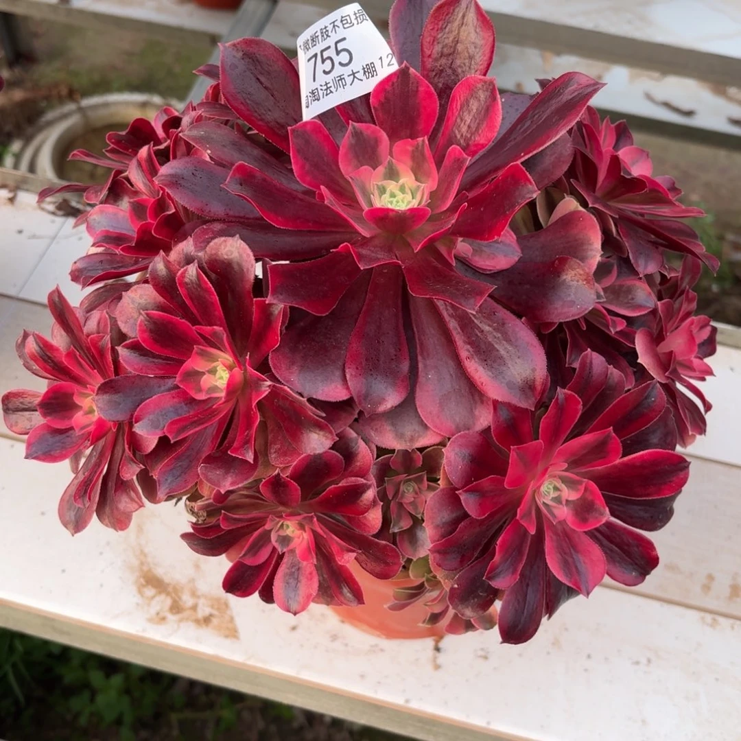 755美杜莎多肉植物法师