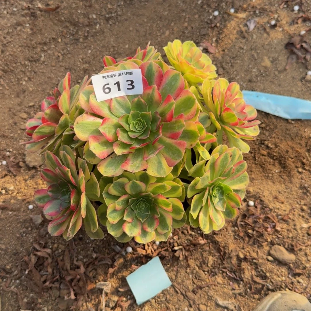 613雨荷。多肉植物